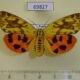 69827p Arctiidae Rhyparioides amurensis f Primorye $10