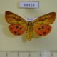 69828p Arctiidae Rhyparioides metelkana f Primorye $10