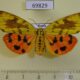 69829p Arctiidae Rhyparioides amurensis f Primorye $10