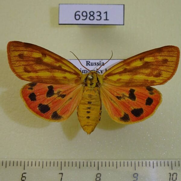 Arctiidae Rhyparioides metelkana f Primorye