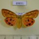 69831p Arctiidae Rhyparioides metelkana f Primorye $10