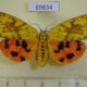 69834p Arctiidae Rhyparioides amurensis f Primorye $9