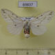 69837p Arctiidae Lemyra boghaika f Primorye $10