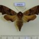 69839p Sphingidae Mimas christophi f Primorye $12