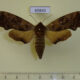 69840p Sphingidae Mimas christophi f Primorye $10