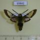 69842p Sphingidae Hemaris fuciformis robusta Kazakhstan $9