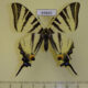 69845p Papilionidae Iphiclides podalirius Spting form Kazakhstan $7