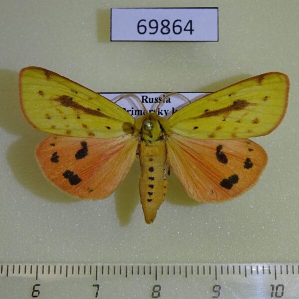 Arctiidae Rhyparioides metelkana Primorye