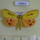 69864p Arctiidae Rhyparioides metelkana Primorye $8