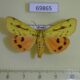 69865p Arctiidae Rhyparioides metelkana Primorye $8