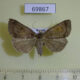 69867p Noctuidae Zanclognatha lilacina f Primorye $9