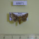 69871p Limacodidae Neothosea suigensis Primorye $6
