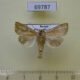 69787p Noctuidae Mythimna flavostigma Primorye $3