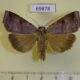 69878p Noctuidae Lygephila mirabilis Primorye $15