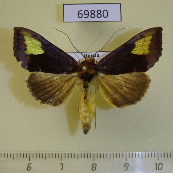 Noctuidae Diachrysia chryson Primorye