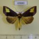 69880p Noctuidae Diachrysia chryson Primorye $5