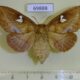 69888p Lasiocampidae Euthrix albomaculata f Amur reg. $10