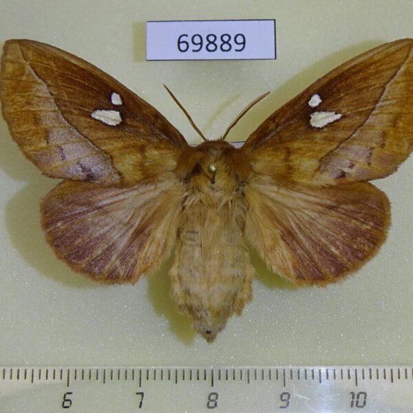 Lasiocampidae Euthrix albomaculata f Primorye