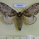 69890p Notodontiidae Peridea graeseri f Primorye $10