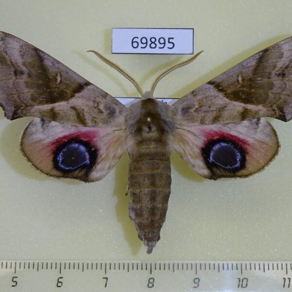 Sphingidae Smerinthus planus Primorye