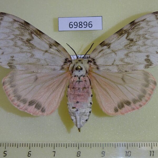 Lymantridae Lymantria mathura f Primorye