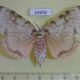 69896p Lymantridae Lymantria mathura f Primorye $15