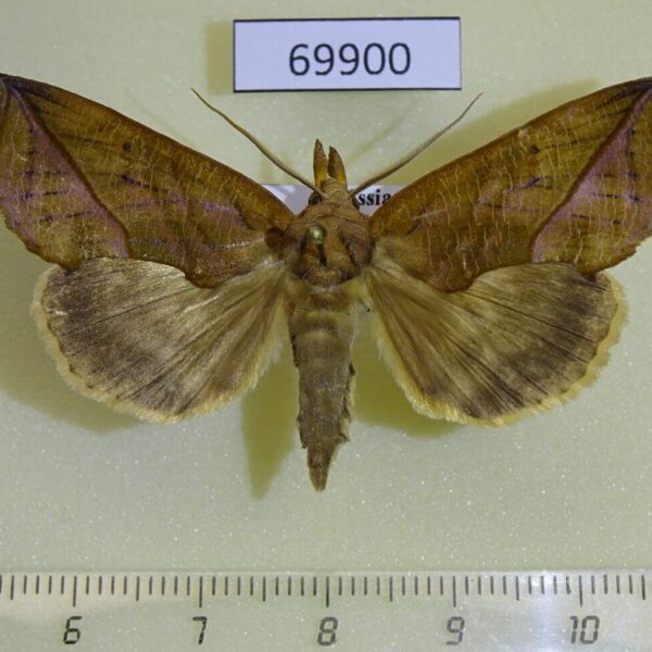 Noctuidae Calyptra lata Primorye