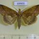 69900p Noctuidae Calyptra lata Primorye $8