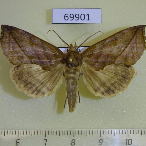Noctuidae Calyptra lata Primorye