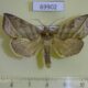 69902p Noctuidae Calyptra thalictri Primorye $8