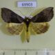 69903p Noctuidae Diachrysia leonina Primorye $8