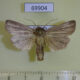 69904p Noctuidae Mythimna pudorina Primorye $8