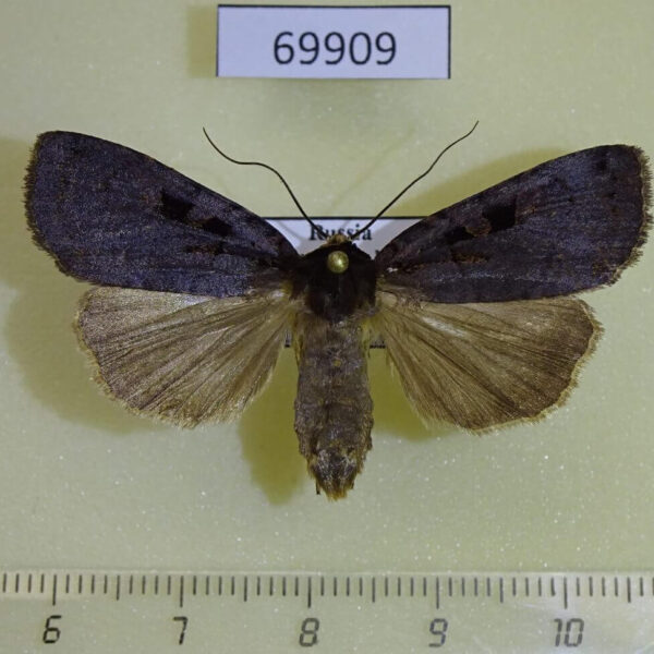 Noctuidae Xestia vidua f Primorye