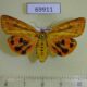 69911p Arctiidae Rhyparioides metelkana f Primorye $9