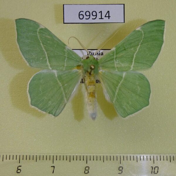 Geometridae Geometra dieckmanni Primorye