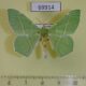 69914p Geometridae Geometra dieckmanni Primorye $7
