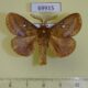 69915p Lasiocampidae Euthrix albomaculata Primorye $7