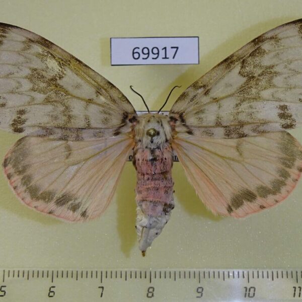 Lymantridae Lymantria mathura f Primorye