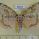 69917p Lymantridae Lymantria mathura f Primorye $15