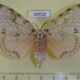 69918p Lymantridae Lymantria mathura f Primorye $15