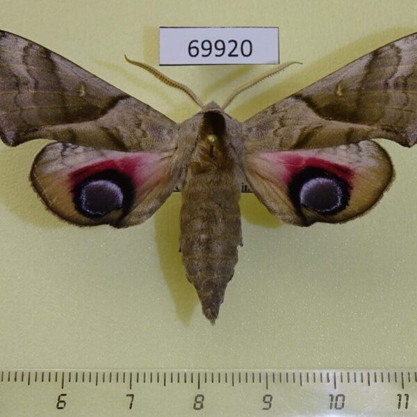 Sphingidae Smerinthus planus Primorye
