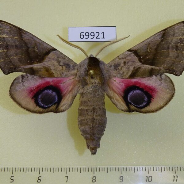 Sphingidae Smerinthus planus Primorye