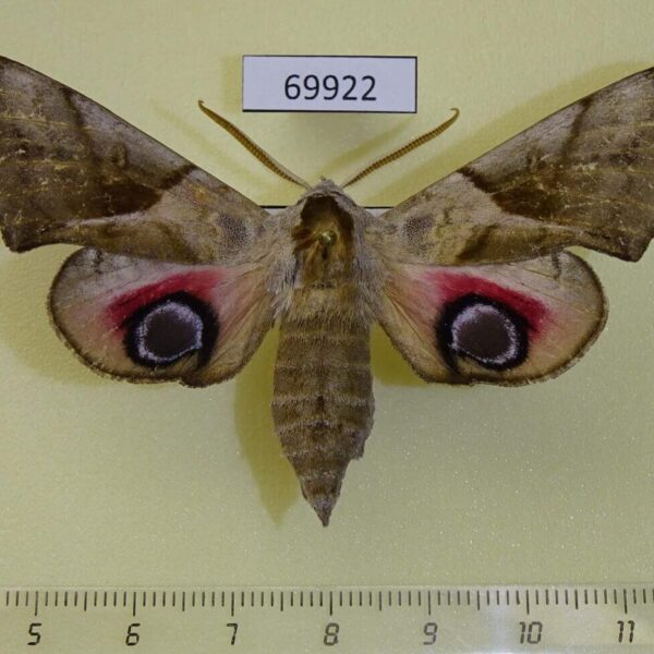 Sphingidae Smerinthus planus Primorye