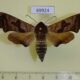 69924p Sphingidae Mimas christophi Primorye $7
