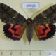 69925p Noctuidae Catocala f dula Primorye $9