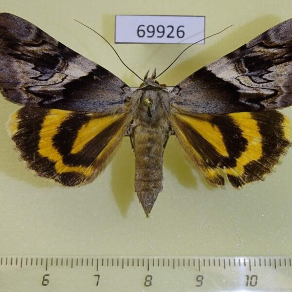 Noctuidae Catocala fulminea xarippe f Primorye