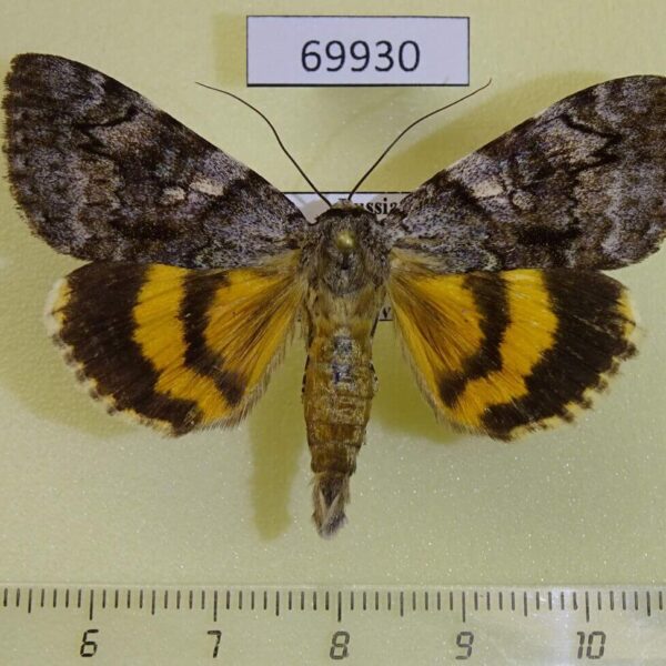 Noctuidae Catocala ella Primorye