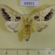 69931p Notodontiidae Phalerae flavescens Primorye $7