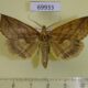 69933p Noctuidae Calyptra lata Primorye $6