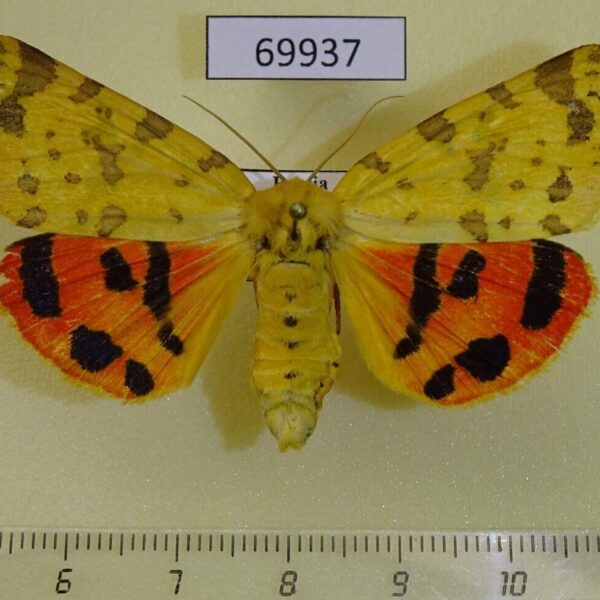 Arctiidae Rhyparia purpurata gerda f Primorye